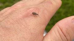 Cyphicerini