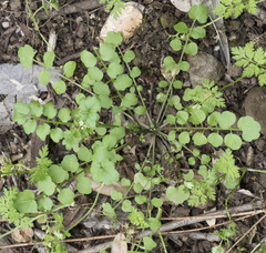 Cardamine oligosperma