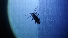 Trichoferus campestris