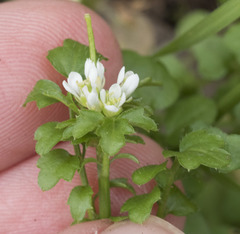 Cardamine oligosperma