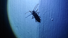 Trichoferus campestris