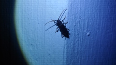 Trichoferus campestris