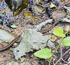 Thamnophis proximus