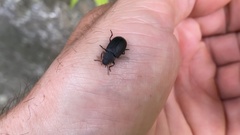 Heterotarsus carinula