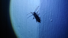 Trichoferus campestris