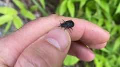 Heterotarsus carinula