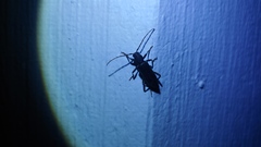 Trichoferus campestris