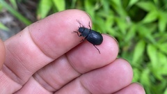 Heterotarsus carinula