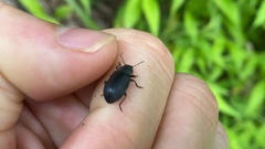 Heterotarsus carinula