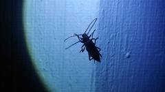 Trichoferus campestris