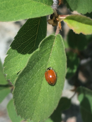 Adalia bipunctata