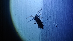 Trichoferus campestris