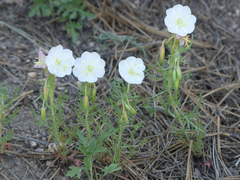 Oenothera coronopifolia