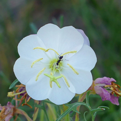 Oenothera coronopifolia