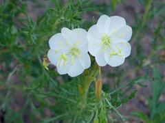 Oenothera coronopifolia