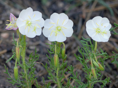 Oenothera coronopifolia