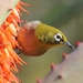 Cape White-Eye - Photo (c) Arthur Chapman, some rights reserved (CC BY-NC-SA)