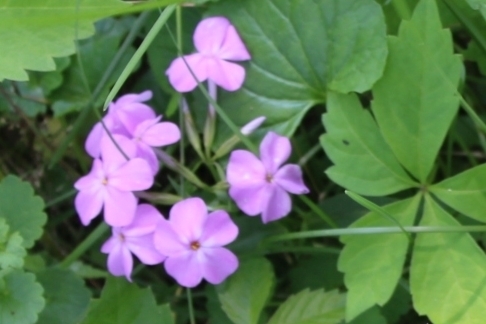 Smooth phlox (Phlox glaberrima)