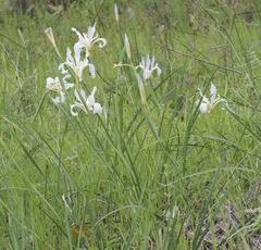 Iris macrosiphon