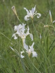 Iris macrosiphon