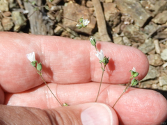 Hesperolinon drymarioides