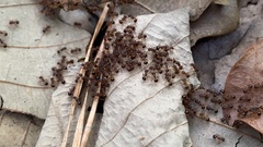 Pristomyrmex