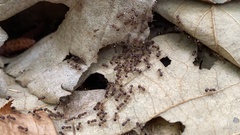 Pristomyrmex