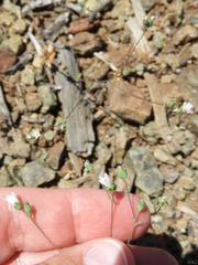 Hesperolinon drymarioides