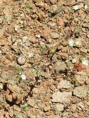 Hesperolinon drymarioides