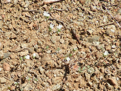 Hesperolinon drymarioides