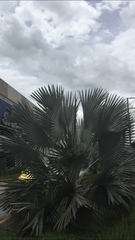 Bismarckia