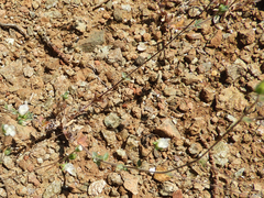 Hesperolinon drymarioides