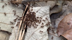Pristomyrmex