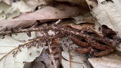Pristomyrmex