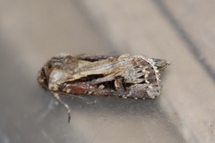 Agrotis vancouverensis