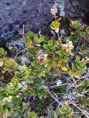 Gaultheria colensoi