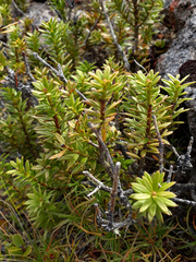Podocarpus laetus × Podocarpus nivalis