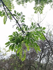 Leucaena lanceolata