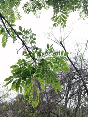 Leucaena lanceolata
