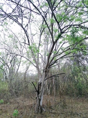 Leucaena lanceolata