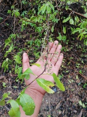 Achatocarpus oaxacanus