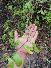 Achatocarpus oaxacanus