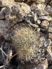 Mammillaria schumannii