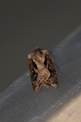 Agrotis vancouverensis