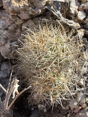 Mammillaria schumannii