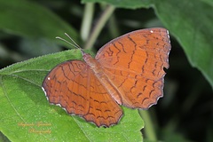 Ariadne ariadne