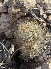 Mammillaria schumannii