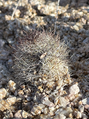 Mammillaria schumannii