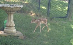 Odocoileus virginianus
