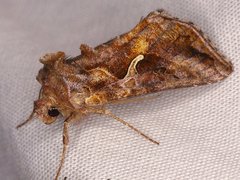 Autographa rubidus
